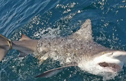 Shark Fishing Wonders in Florida